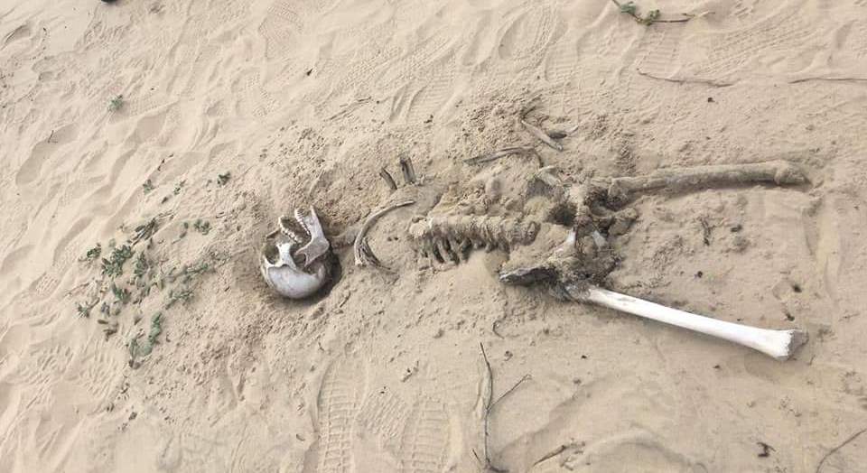 Reportan hallazgo de osamenta en Playa Bagdad de Matamoros
