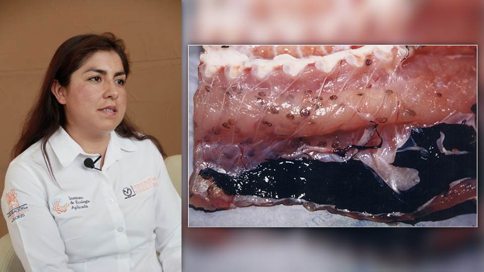 Estudian presencia de nuevas especies de parásitos en peces