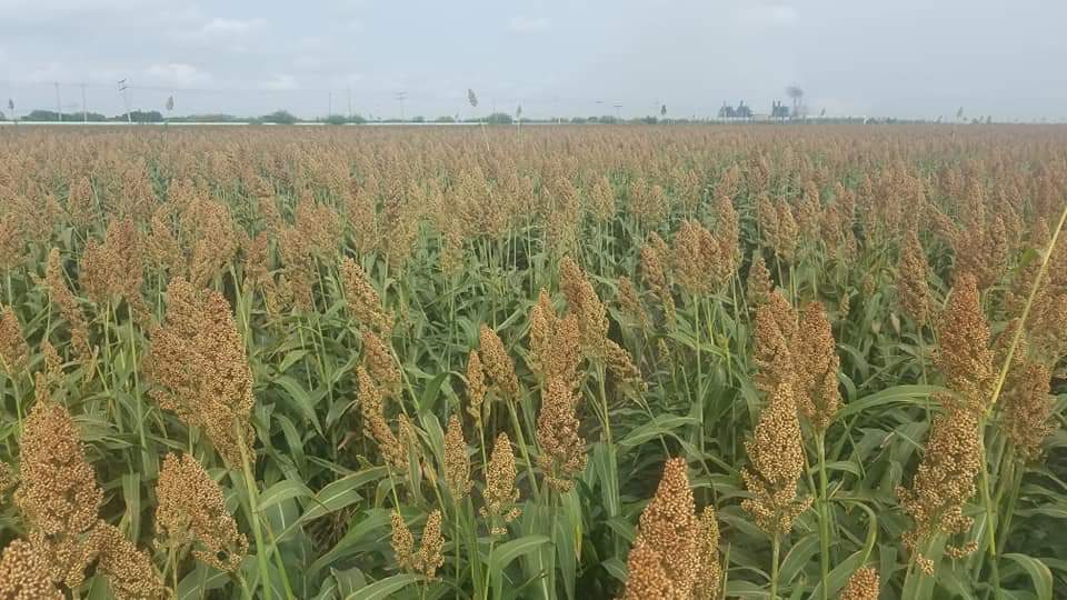 Comienza la trilla de sorgo en Altamira
