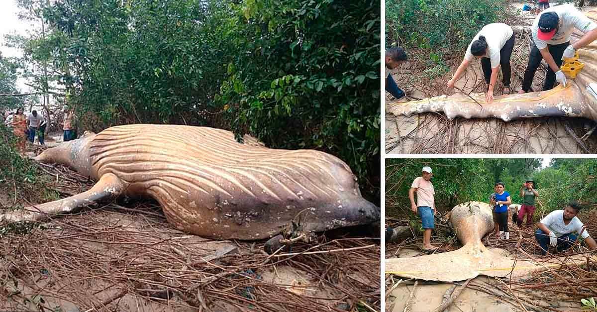 Aparece una ballena jorobada en la selva del Amazonas