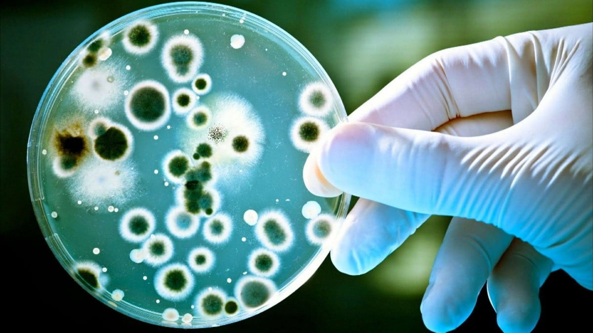 Bacterias del intestino relacionadas con la depresión