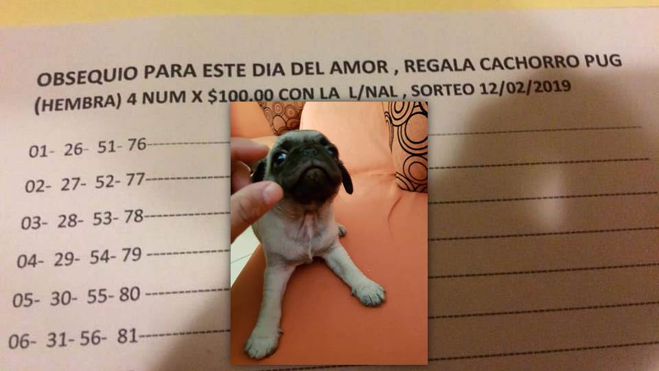 Rifa a cachorrita como regalo de San Valetín, rescatistas de animales ya preparan denuncia