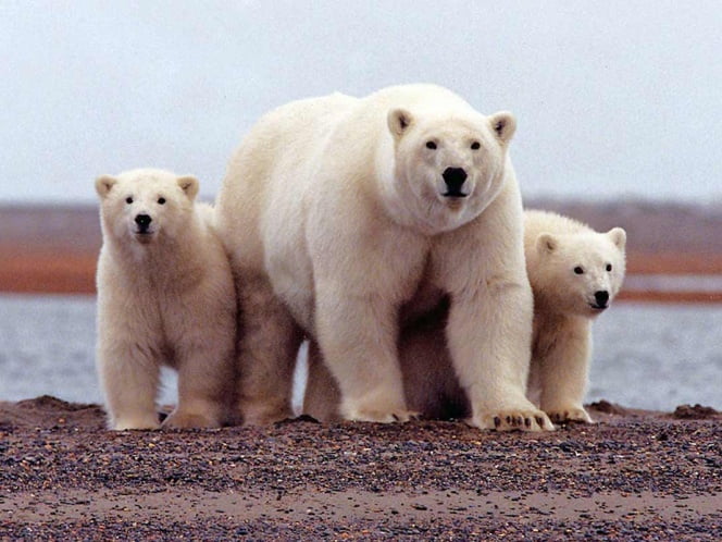Declaran emergencia en Rusia por invasión de osos polares.