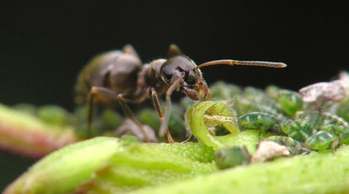 Evalúan impacto de las hormigas en sistemas agroforestales
