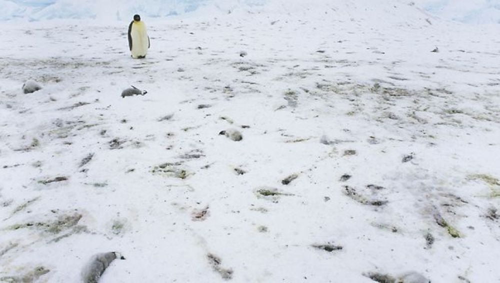¡Tragedia! Miles de crías de pingüino mueren ahogados en la Antártida