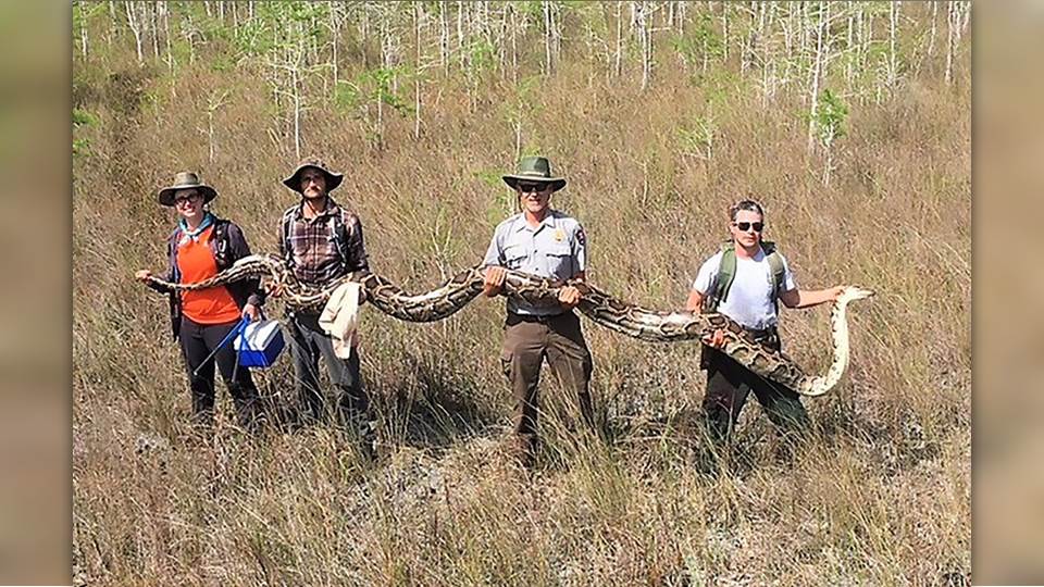 Capturan una gigantesca pitón de más de 5 metros en EU