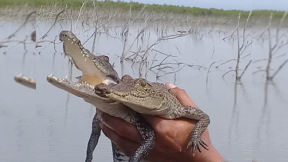 PROFEPA reintegra dos cocodrilos a su hábitat en Tamaulipas