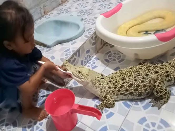 Niña se entretiene cepillándole los dientes a un cocodrilo