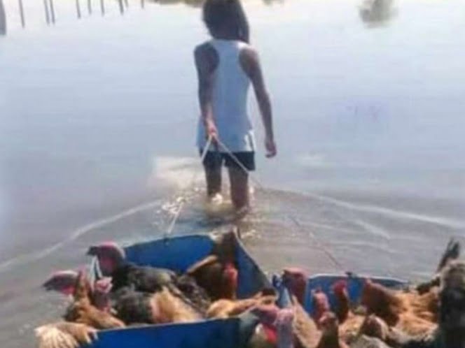 Niña improvisa balsa para rescatar a sus gallinas y pavos de inundaciones