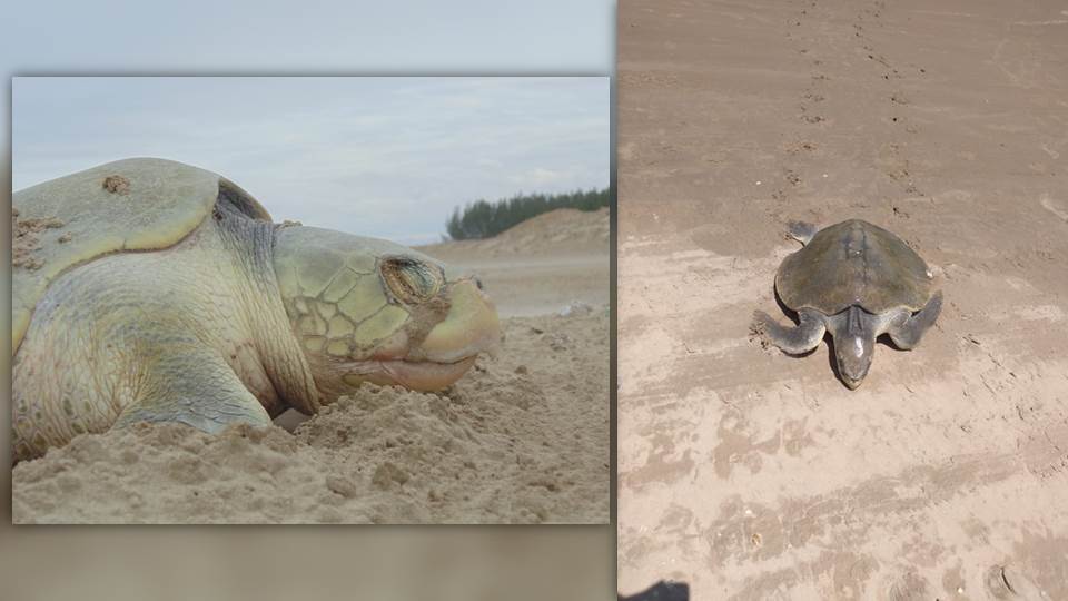 Inicia arribo de Tortuga Lora a Playa Tesoro de Altamira