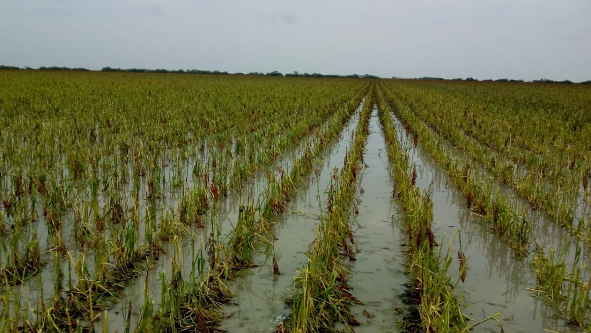 Pérdida total en cultivos de sorgo de la zona norte