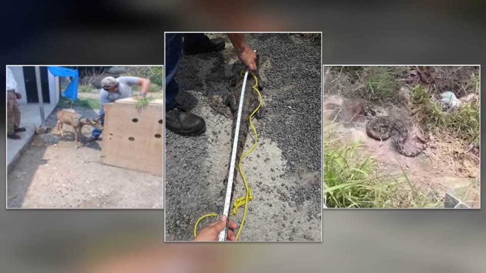 Reintegra Profepa un cocodrilo y una boa a su hábitat; recibe tres venados cola blanca