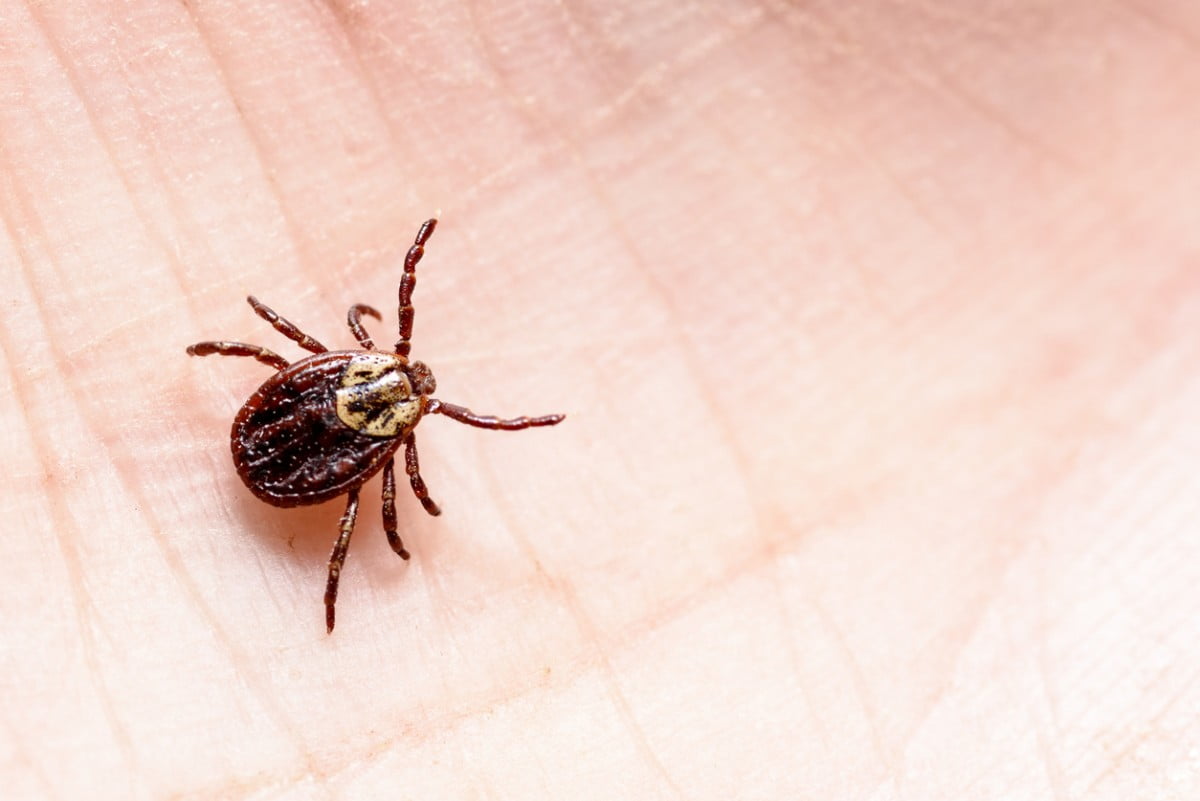 Este extraño insecto podría convertirte en vegano si te pica