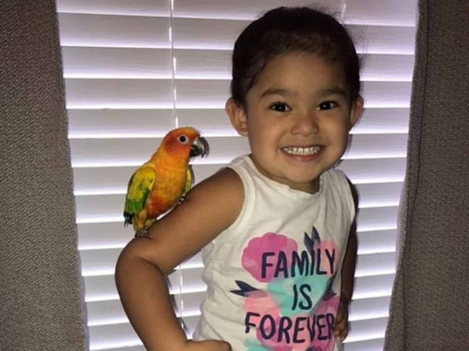 La niña entrenó a su pájaro para atacar a sus enemigos, increíble