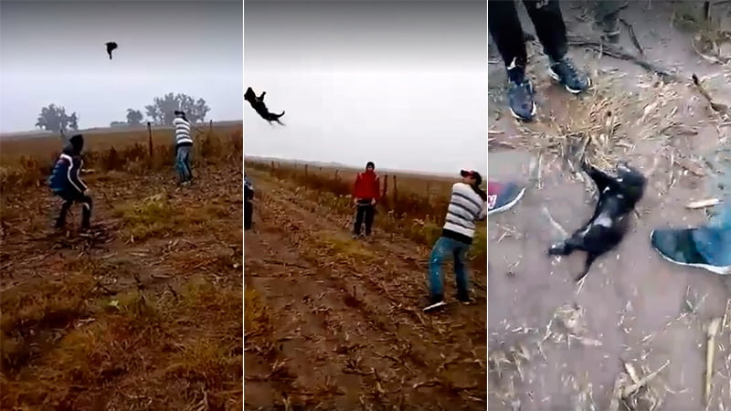 Se filman jugando béisbol con un perro al que terminan matando