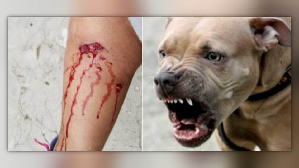 Aumentan ataques de perros; altas temperaturas los vuelven agresivos