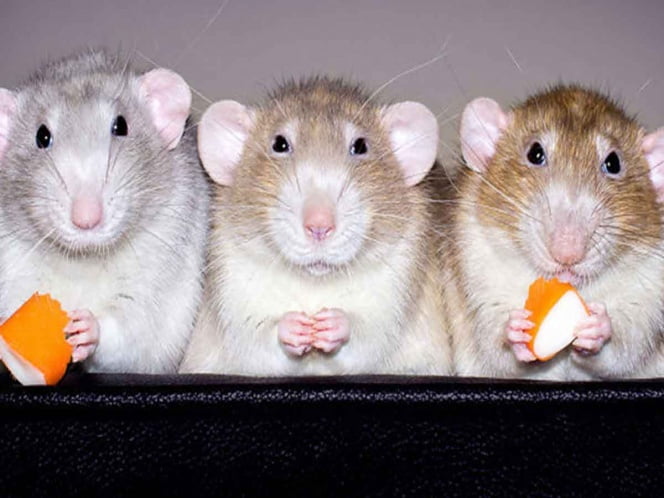 Ratas pueden recordar quien las ayudó y regresar el favor