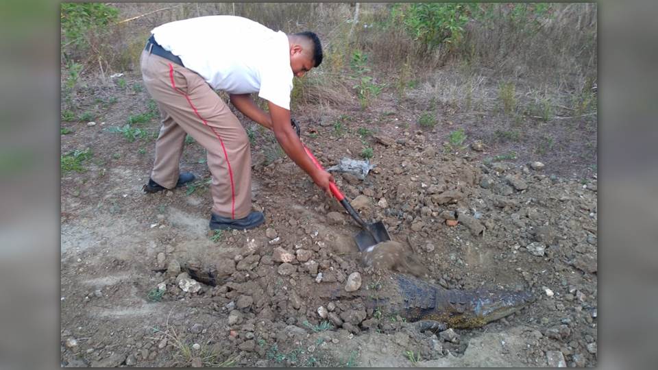 Hallan cocodrilo muerto en Tampico, tenía heridas y cortes en extremidades