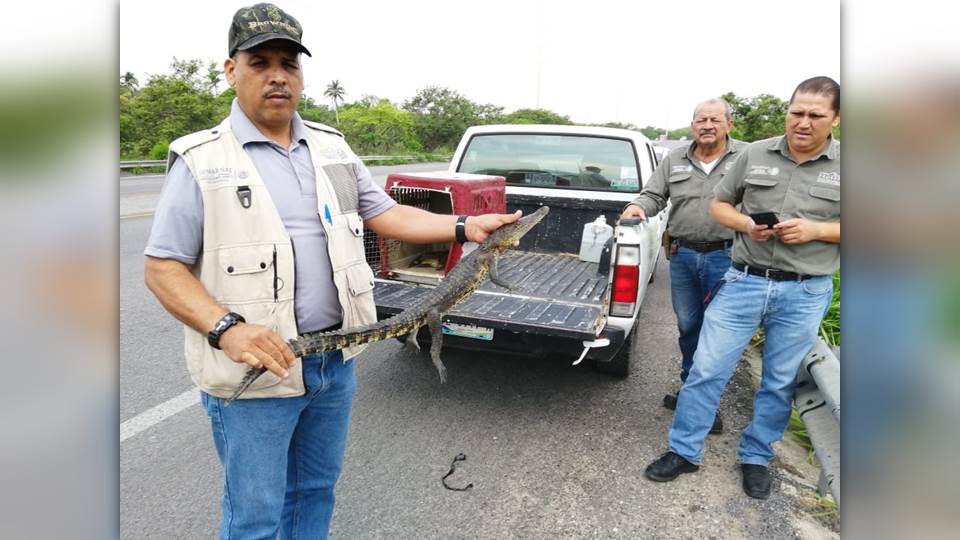 Profepa captura en Tamaulipas tres cocodrilos y los reintegra a su hábitat