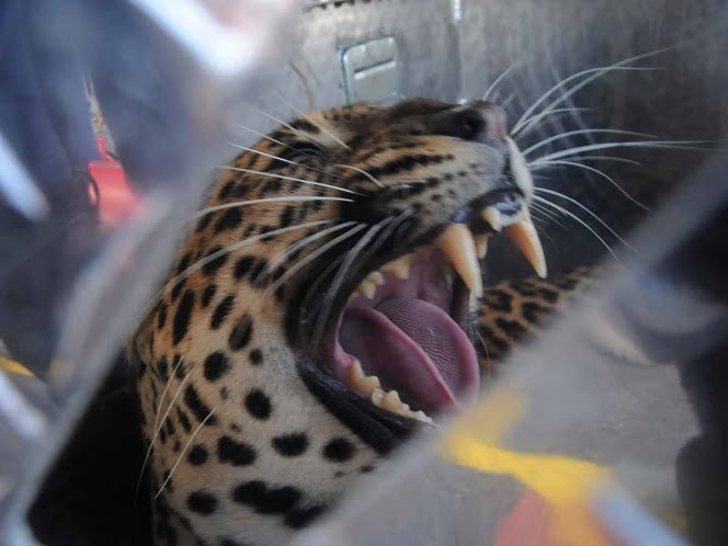 Leopardo mata a niño de 2 años en parque de Sudáfrica
