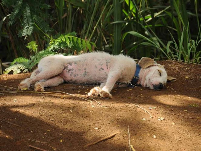 En la CDMX más de 15 mil perros son entregados al año al antirrábico para matanza