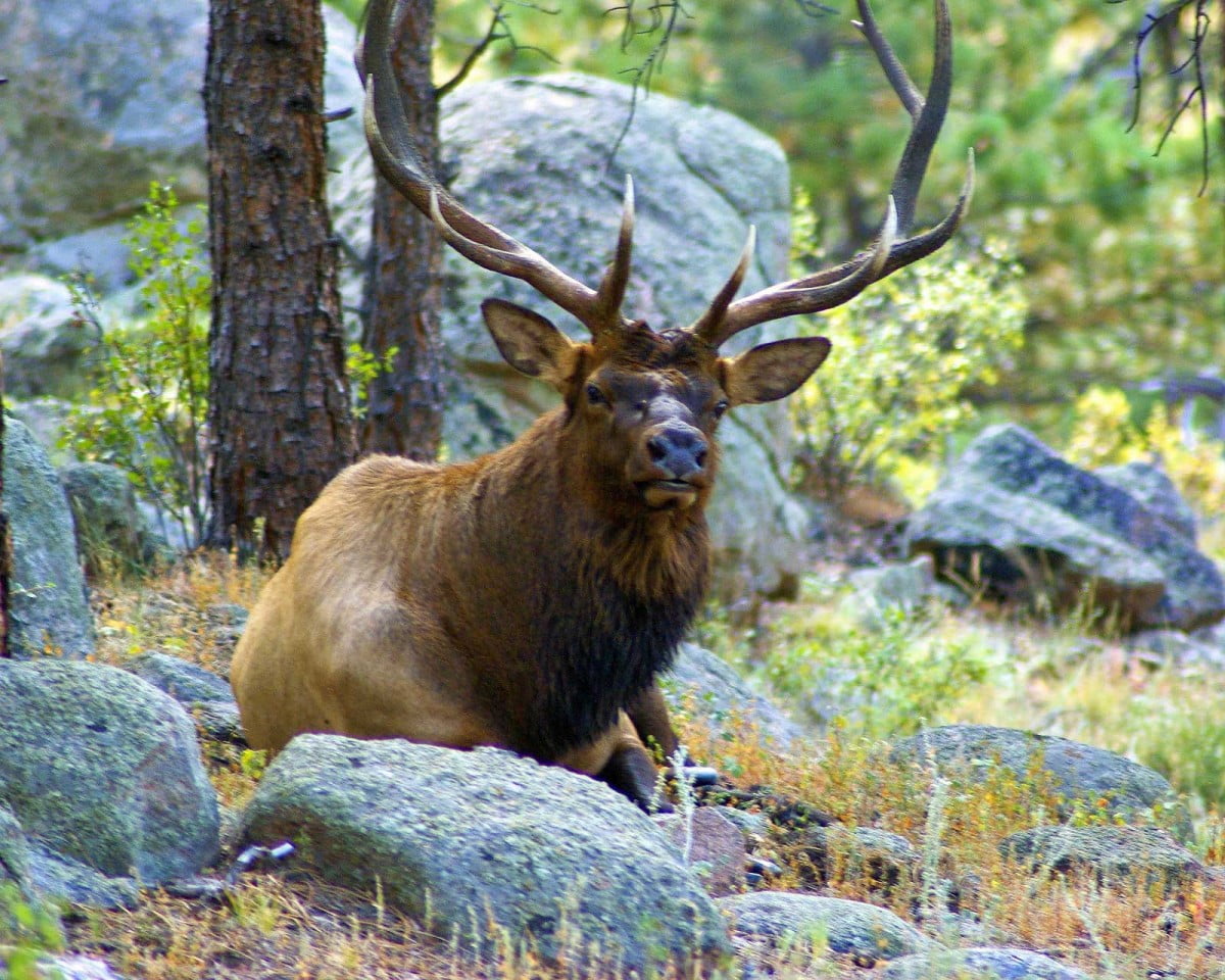Analizan impacto del “wapití” en la biodiversidad tamaulipeca