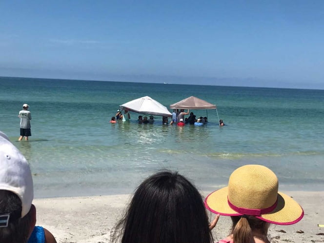 Turistas liberan ballenas varadas en playa de Florida