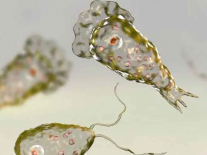 Ameba ‘comecerebros’ causa la muerte de un hombre en EU