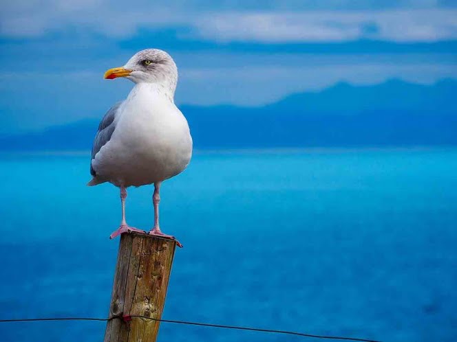Gaviota hambrienta se come a conejito de un solo bocado