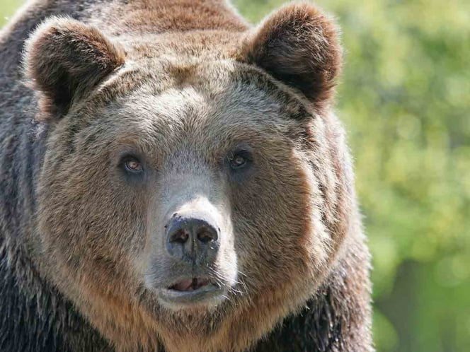 Pareja se topa con oso a mitad de un paseo matutino