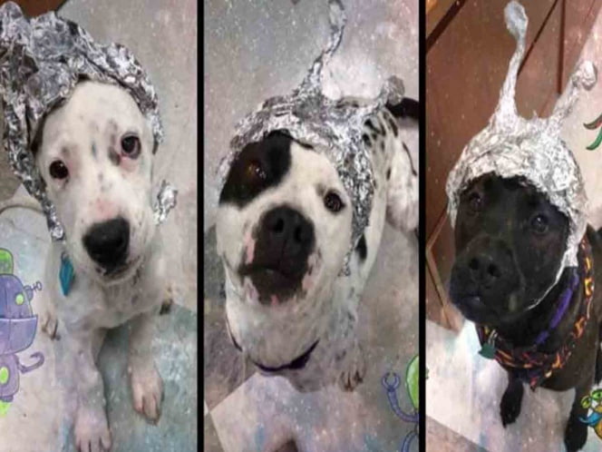 Perritos VS aliens; refugio aprovecha popularidad del Área 51 para que adopten a estos guerreros caninos.
