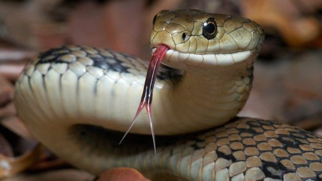 Serpiente ataca a hombre y él responde con mordidas, al final ambos mueren