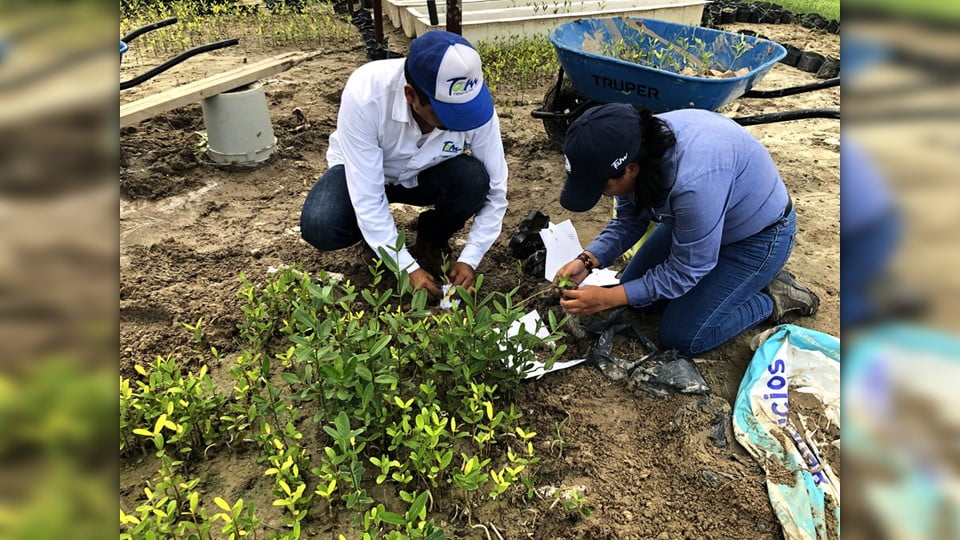 Recupera Gobierno del Estado manglar en litoral costero