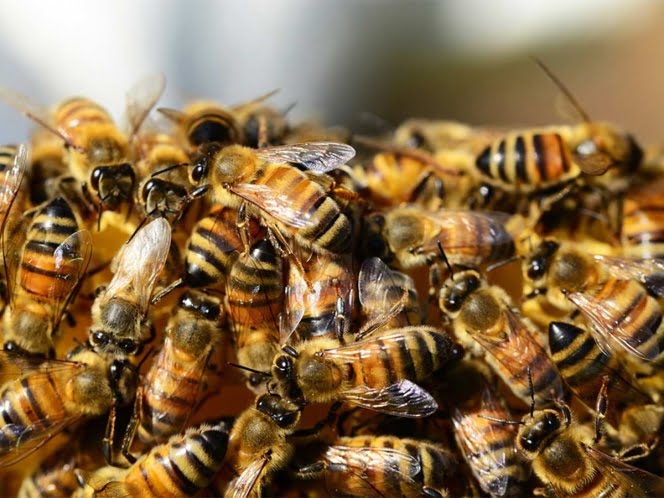 Si te pica una abeja o una avispa, esto es lo que debes hacer.