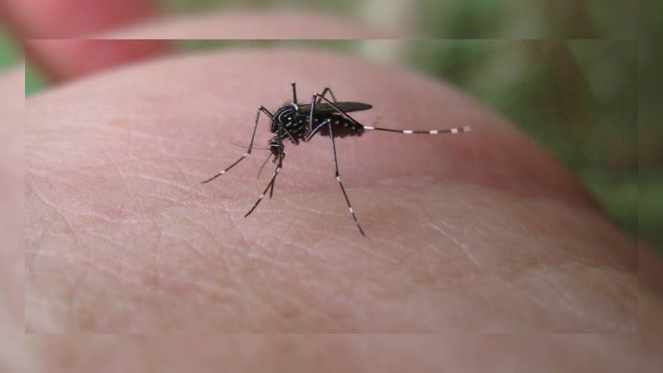 Se triplican los casos de dengue en México; los decesos también aumentaron en un año