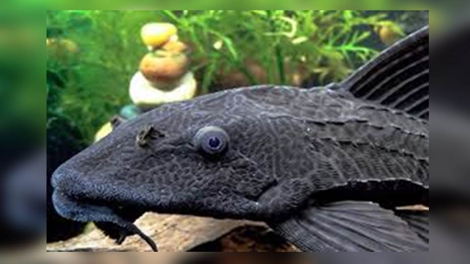 Medirán impacto ecológico de peces invasores en ríos de Tamaulipas