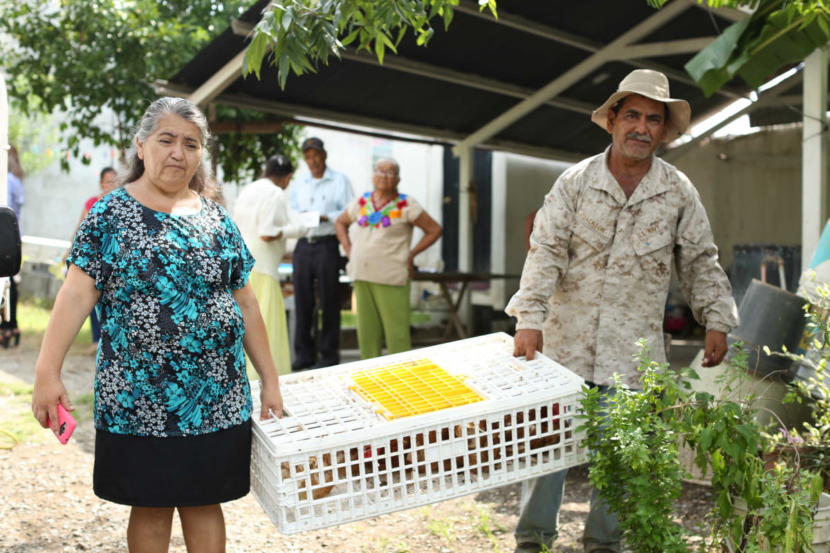Con la entrega de gallinas ponedoras apoya DIF Tamaulipas el desarrollo comunitario de familia rurales.