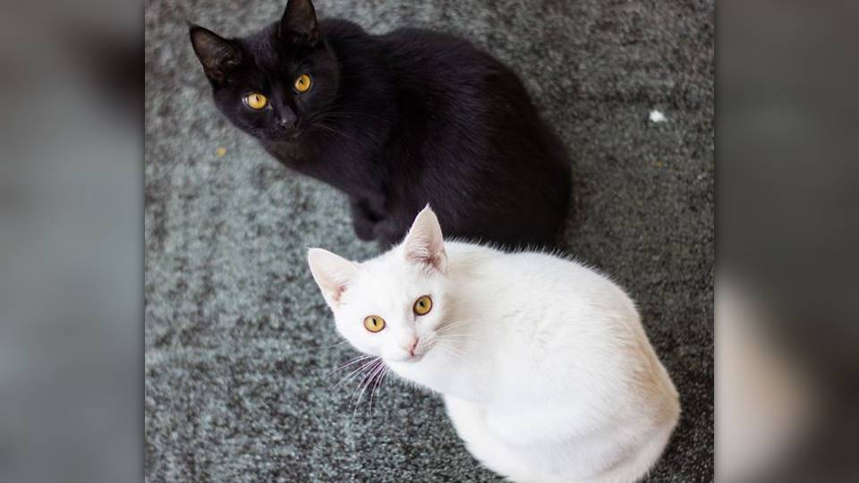 Aumentan peticiones de animales negros o blancos para ser utilizados en actos de brujería