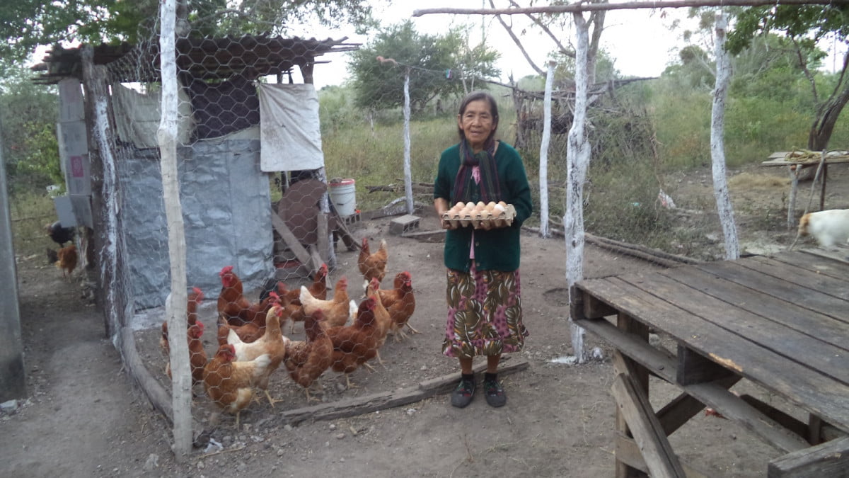 Más de mil 800 paquetes de huertos y granjas de aves han sido entregadas en el estado