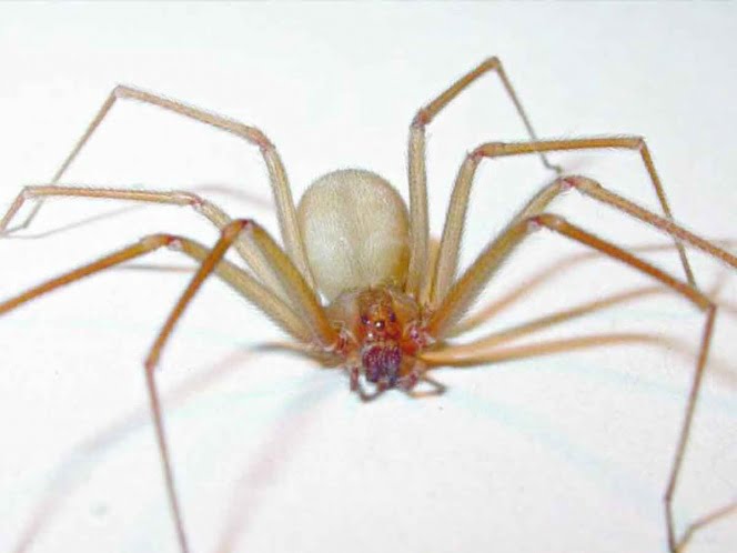 Pensó le había entrado agua al oído; era una araña violinista