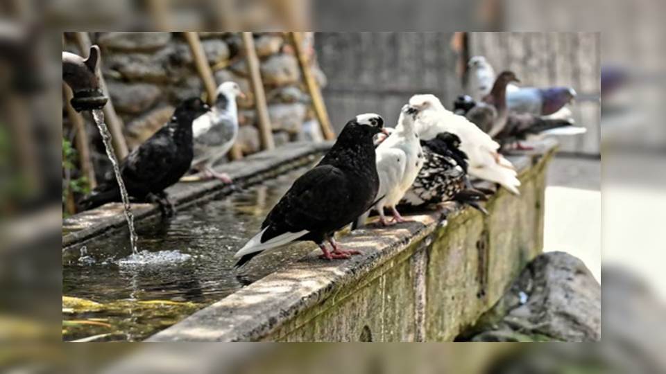 Darán anticonceptivos a palomas por sobrepoblación