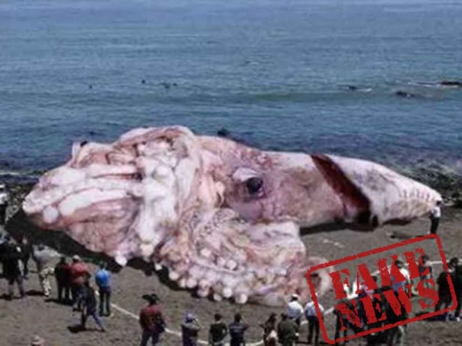 ¿Apareció un calamar gigante en playas de España? Aquí la verdad
