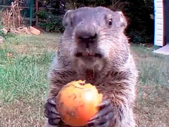 Marmota ‘roba-verduras’ se vuelve una estrella de Instagram
