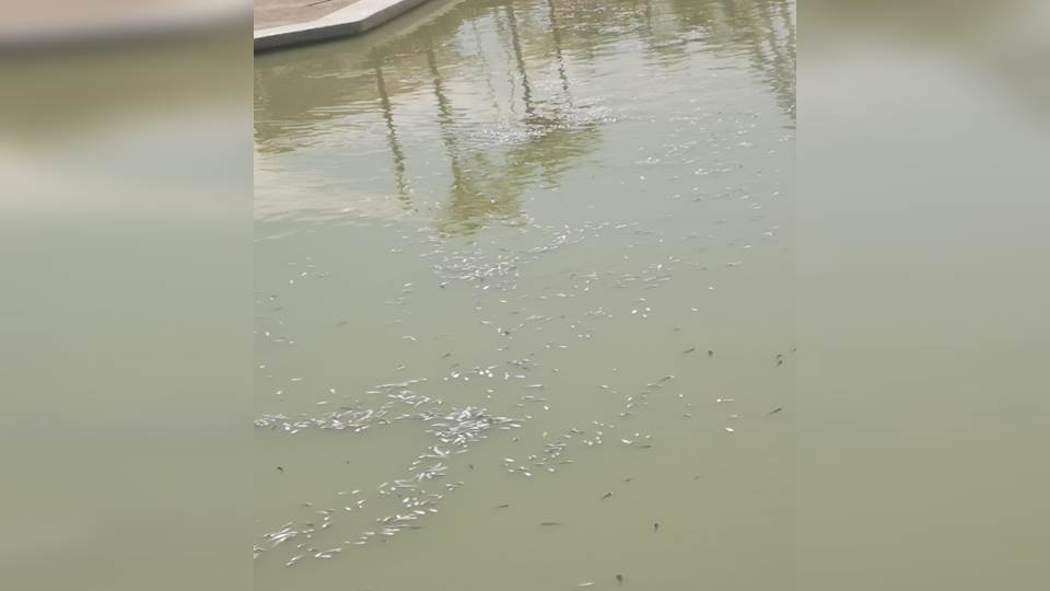 Mueren peces en canal de la Cortadura; ya analizan las causas de este fenómeno