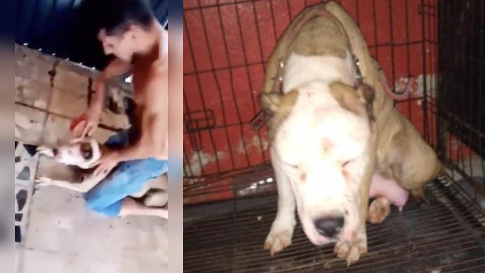 ‘Merry’, la perrita agredida está viva y en una veterinaria