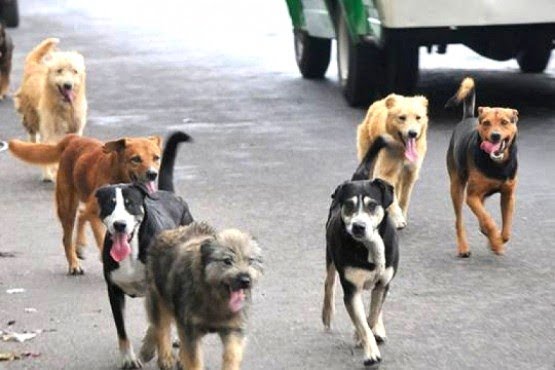 Salud refuerza acciones para evitar sobrepoblación de perros
