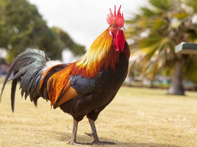 Gallo es demandado por cantar muy temprano y gana juicio