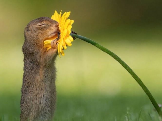 Seduce Internet con la foto de una ardilla aspirando una flor