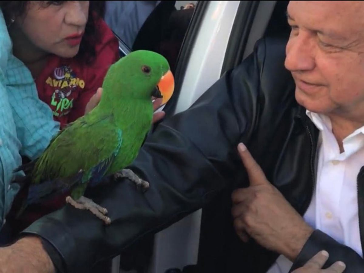 Regalan un perico verde a López Obrador en Coahuila