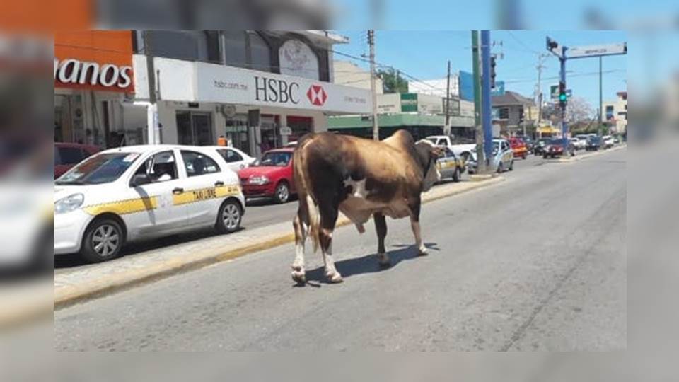 Vacas y caballos se convierten en problema de salud pública en Altamira